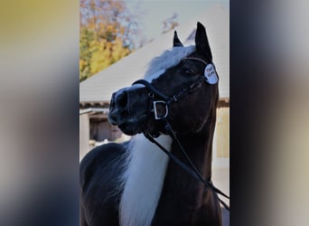 Black Forest Horse, Mare, 9 years, 15 hh, Chestnut