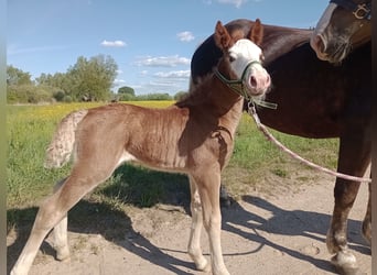 Black Forest Horse, Mare, , 14,3 hh, Chestnut
