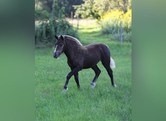 Black Forest Horse, Mare, Foal (03/2025), 15 hh, Chestnut