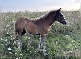 Black Forest Horse, Mare, Foal (04/2025), 15 hh, Chestnut
