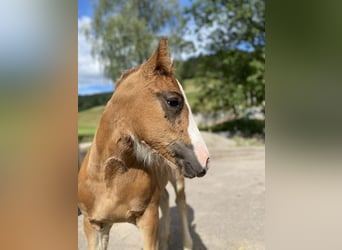 Black Forest Horse, Mare, Foal (05/2024), 15 hh, Chestnut-Red