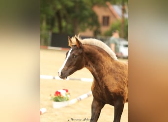 Black Forest Horse, Mare, , 15,1 hh, Chestnut
