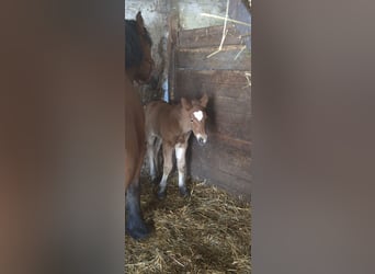 Black Forest Horse Mix, Mare, Foal (04/2024), 16 hh, Brown