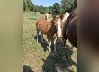Black Forest Horse, Mare, Foal (05/2026)