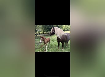 Black Forest Horse, Mare, Foal (05/2026)