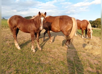 Black Forest Horse, Mare, Foal (05/2026), Chestnut
