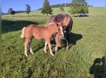 Black Forest Horse, Mare, Foal (06/2024), Chestnut