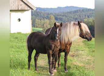 Black Forest Horse, Mare, Foal (03/2026), Chestnut