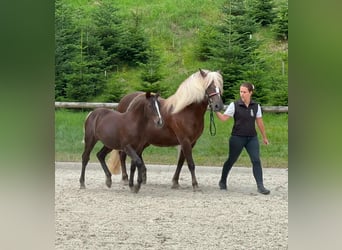 Black Forest Horse, Mare, Foal (03/2026), Chestnut