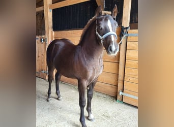 Black Forest Horse, Mare, Foal (03/2026), Chestnut
