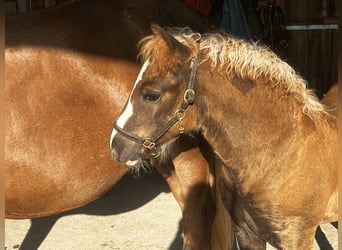 Black Forest Horse, Mare, Foal (06/2024), Chestnut