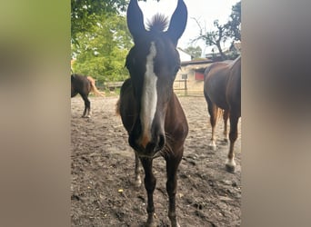 Black Forest Horse, Mare, Foal (03/2024), Chestnut