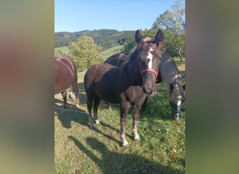 Black Forest Horse, Mare, Foal (05/2023), Chestnut
