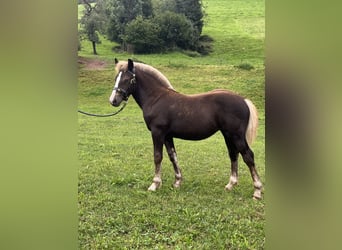 Black Forest Horse, Mare, Foal (04/2025), Chestnut