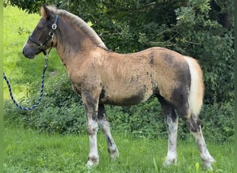 Black Forest Horse, Mare, Foal (04/2025), Chestnut