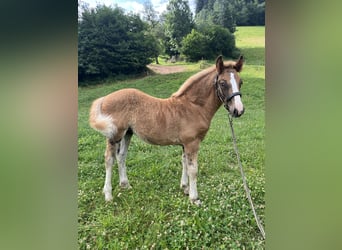 Black Forest Horse, Mare, , Chestnut