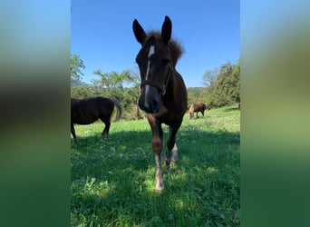 Black Forest Horse, Mare, Foal (04/2025), Chestnut-Red