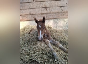 Black Forest Horse, Mare, Foal (04/2026), Chestnut-Red