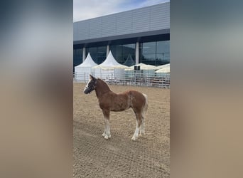 Black Forest Horse, Mare, , Chestnut-Red