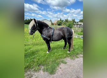 Black Forest Horse, Stallion, 10 years, 14,2 hh, Chestnut