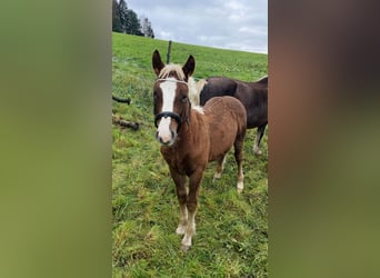 Black Forest Horse, Stallion, 1 year, 13.2 hh, Chestnut-Red