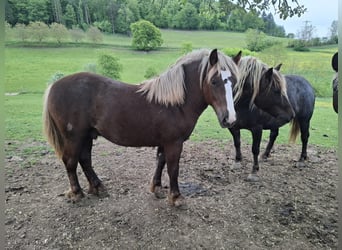 Black Forest Horse, Stallion, 1 year, 13 hh, Chestnut
