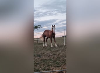 Black Forest Horse, Stallion, 1 year, 14.1 hh, Chestnut-Red