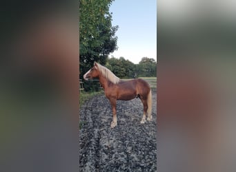 Black Forest Horse, Stallion, 1 year, 14.1 hh, Chestnut-Red