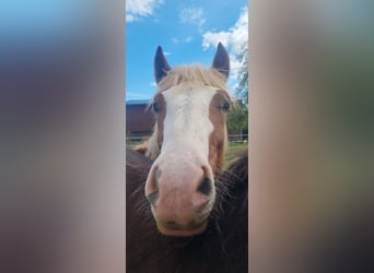 Black Forest Horse, Stallion, 1 year, 14.1 hh, Chestnut-Red