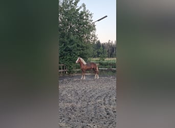 Black Forest Horse, Stallion, 1 year, 14.1 hh, Chestnut-Red