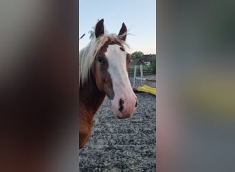 Black Forest Horse, Stallion, 1 year, 14.1 hh, Chestnut-Red