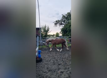 Black Forest Horse, Stallion, 1 year, 14.1 hh, Chestnut-Red