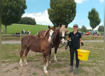 Black Forest Horse, Stallion, 1 year, 15,1 hh, Chestnut