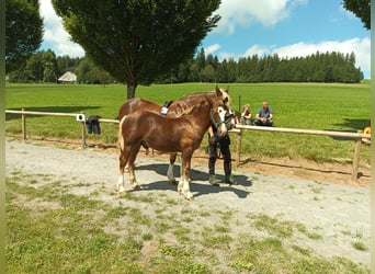 Black Forest Horse, Stallion, 1 year, 15,1 hh, Chestnut