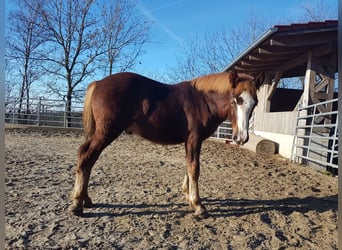 Black Forest Horse, Stallion, 1 year, 15,1 hh, Chestnut