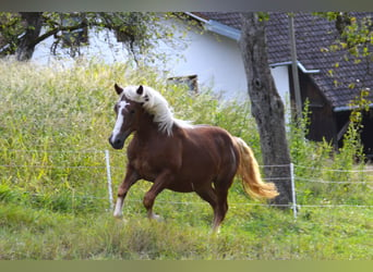 Schwarzwälder Fuchs, Hengst, 1 Jahr, 15,1 hh, Fuchs