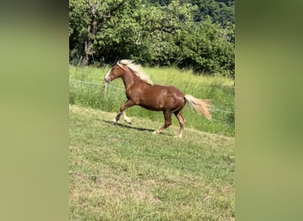 Black Forest Horse, Stallion, 1 year, 15 hh, Chestnut