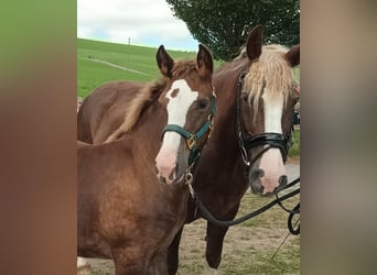 Black Forest Horse, Stallion, 1 year, 15 hh, Chestnut-Red