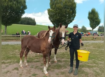 Black Forest Horse, Stallion, 1 year, 15 hh, Chestnut-Red