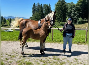 Black Forest Horse, Stallion, 1 year, 15,1 hh, Brown