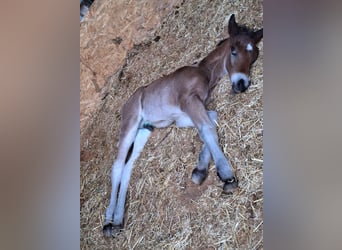 Black Forest Horse, Stallion, 1 year, Brown