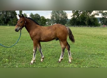 Black Forest Horse, Stallion, 1 year, Brown