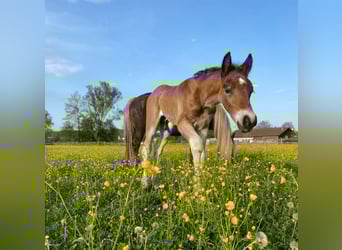 Black Forest Horse, Stallion, 1 year, Brown