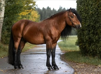 Black Forest Horse, Stallion, 1 year, Brown