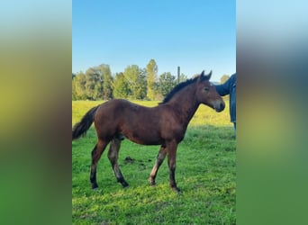 Black Forest Horse, Stallion, 1 year, Brown