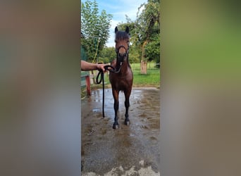 Black Forest Horse, Stallion, 1 year, Brown