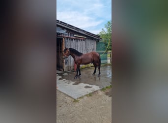 Black Forest Horse, Stallion, 1 year, Brown