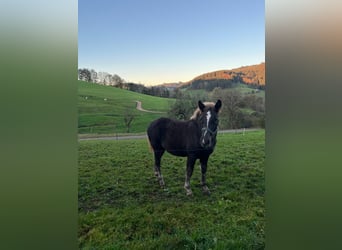 Black Forest Horse, Stallion, 1 year, Chestnut