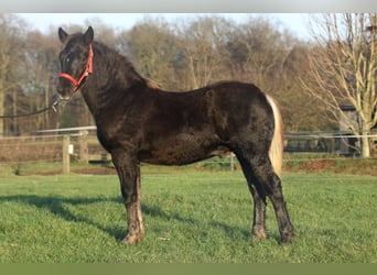 Black Forest Horse, Stallion, 1 year, Chestnut