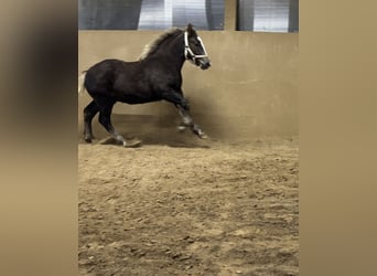 Black Forest Horse, Stallion, 1 year, Chestnut